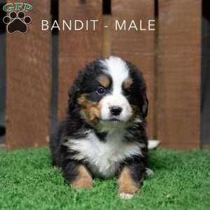 Bandit, Bernese Mountain Dog Puppy